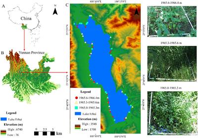 Interannual hydrological changes affect plant communities across different elevation zones in plateau lakeshores: insights from Lake Erhai